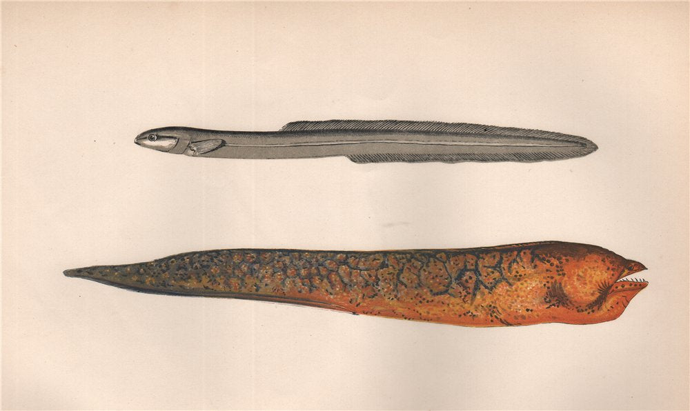 ROCK GUNNEL; MORAY EEL. Pholis gunnellus, Muraena helena. COUCH. Fish 1862